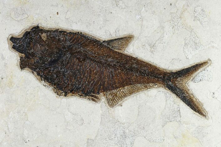 Fossil Fish (Diplomystus) - Inch Layer, Green River Formation #119465